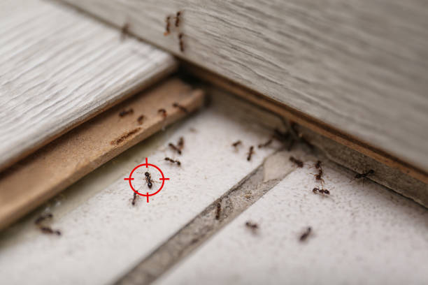 Best Mosquito Control Services  in Palmer, AK