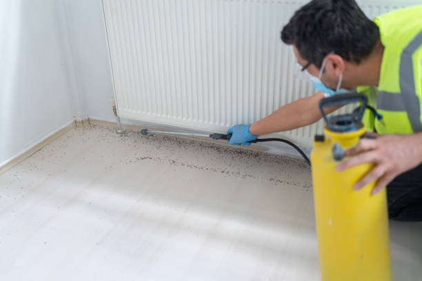 Best Local Pest Control Services  in Palmer, AK