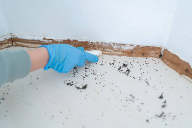 Flea Control Services in Palmer, AK